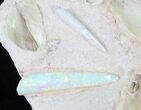 Opal Replaced Belemnite & Clam Fossils - Australia #21910-5